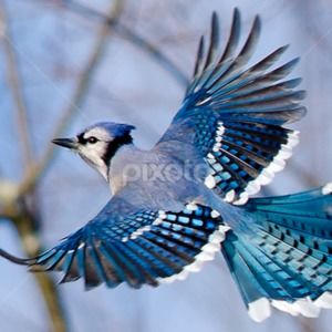 Meet your Posher, Althia